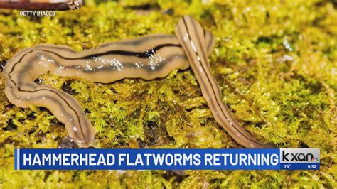 Invasive hammerhead flatworms spotted in Texas